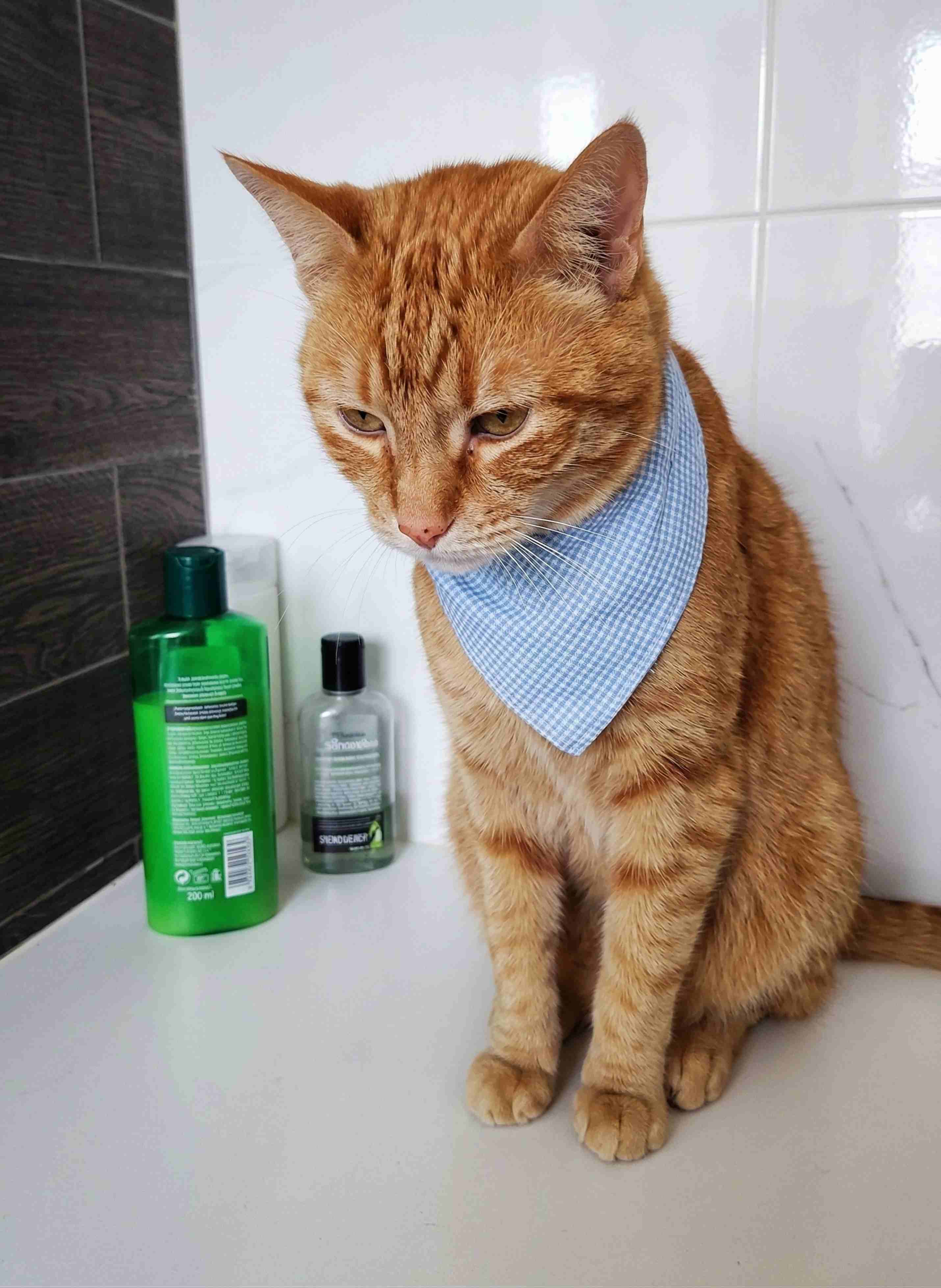 Señales de salud en gatos — veterinaria Cuernavaca