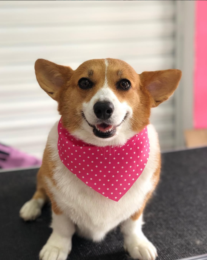 Paciente feliz en consulta veterinaria Mi Can